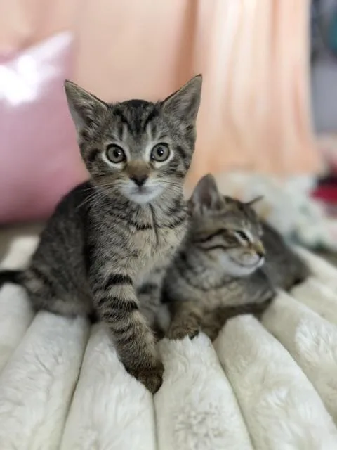 Inka And Indy thumbnail 4