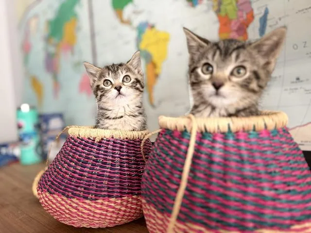 Inka And Indy thumbnail 5