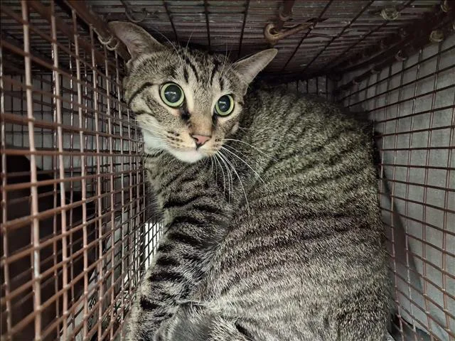 Dianna Arrietty