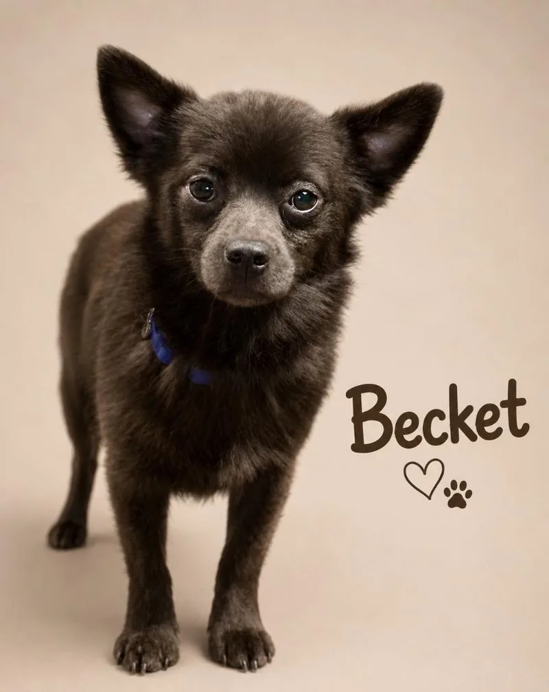 Beckett