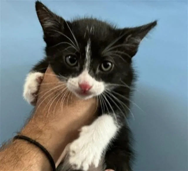 A baby small-sized male Domestic Short Hair cat named Grant for adoption in San Bernardino, CA