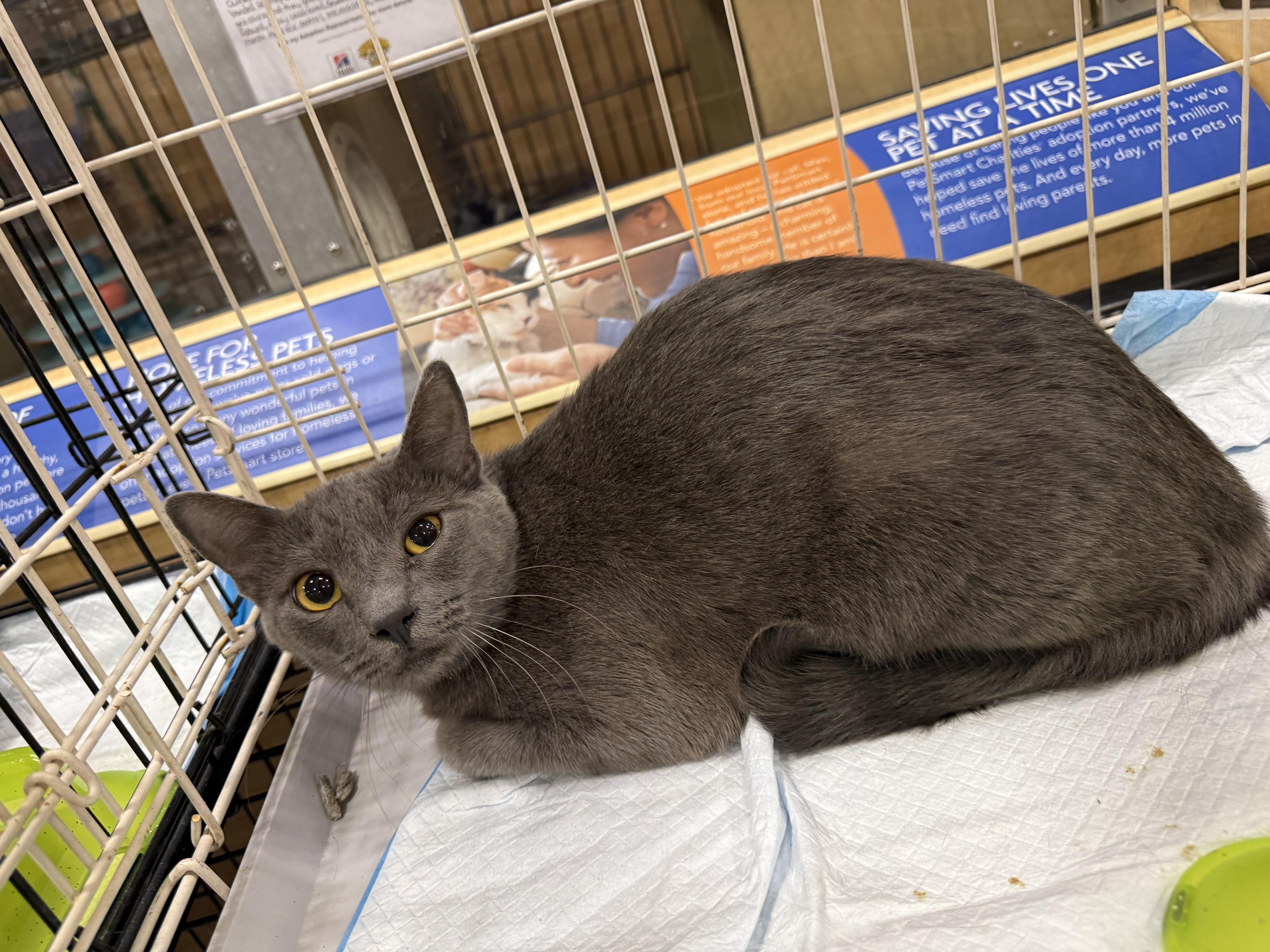 A young medium-sized female Gray / Blue / Silver Russian Blue cat named Whisper for adoption in Fresno, CA