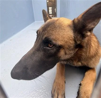 Yogi