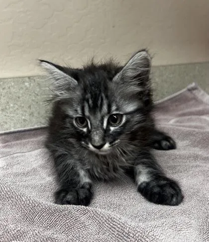 A young small-sized male Domestic Long Hair cat named Sashimi for adoption in Phoenix, AZ