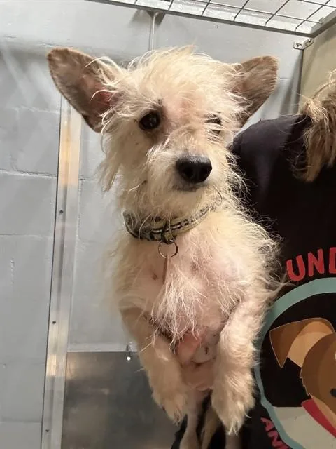 An adult small-sized male Maltese dog named Jack Daniels for adoption in Alameda, CA