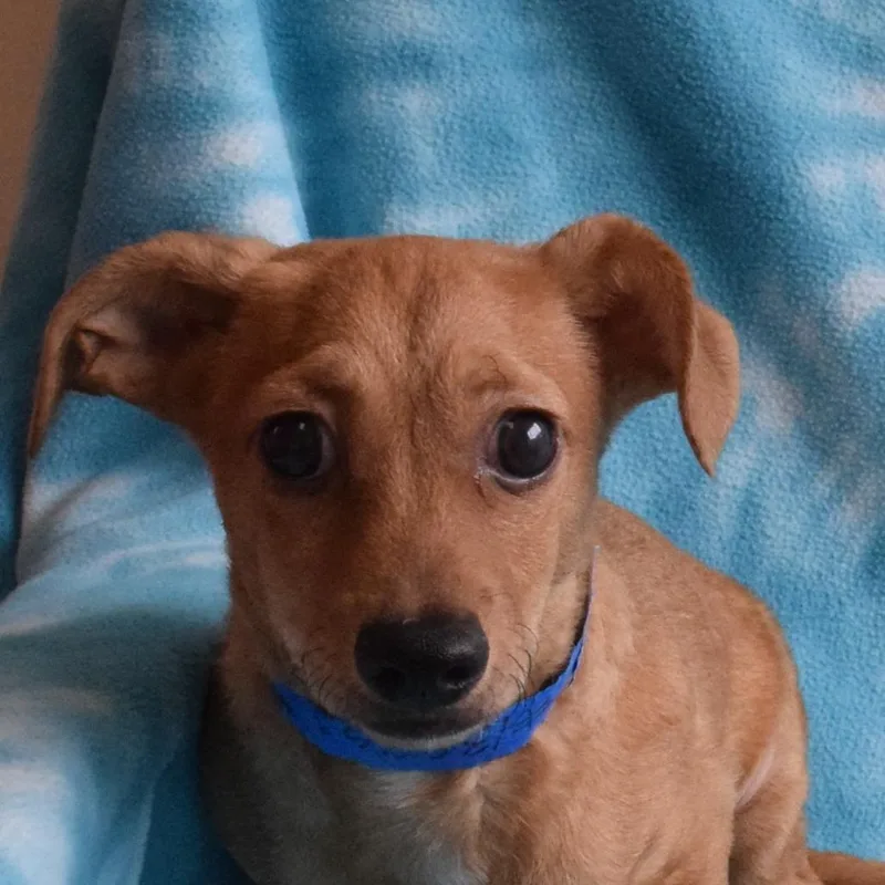 A young small-sized male Yellow / Tan / Blond / Fawn Chihuahua dog named Sonny for adoption in Eureka, CA