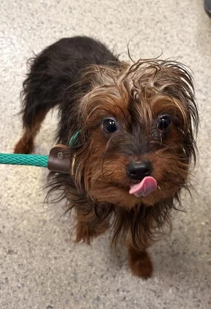 A young small-sized female Yorkshire Terrier dog named Sadie for adoption in Fishers, IN