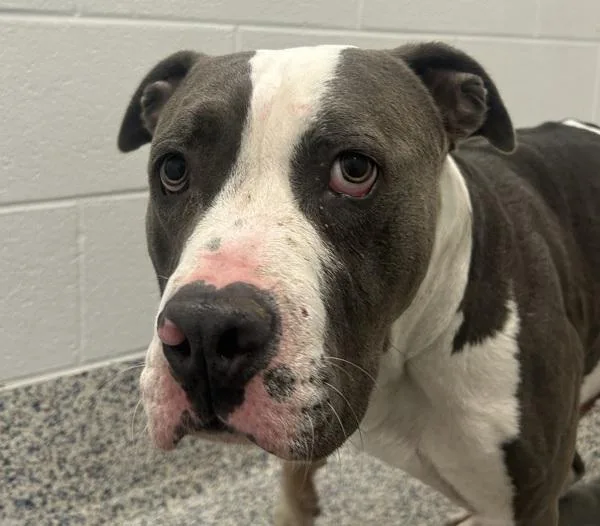 An adult large-sized male Pit Bull Terrier dog named Hambone for adoption in Golden, CO