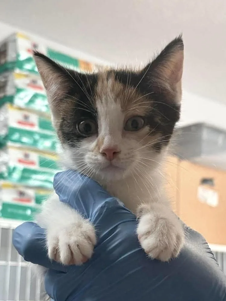 A baby medium-sized female Domestic Short Hair cat named Millie for adoption in Bolivar, MO