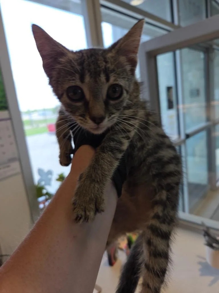 A baby small-sized female Domestic Short Hair cat named Kristen for adoption in Bossier City, LA