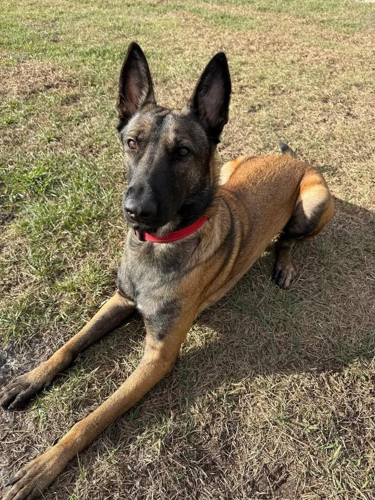 A young large-sized male Tricolor (Brown, Black, & White) Belgian Shepherd / Malinois dog named Axel for adoption in Imlay City, MI