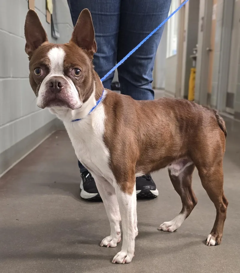 An adult medium-sized male Brown / Chocolate Boston Terrier dog named Waldo for adoption in Amityville, NY