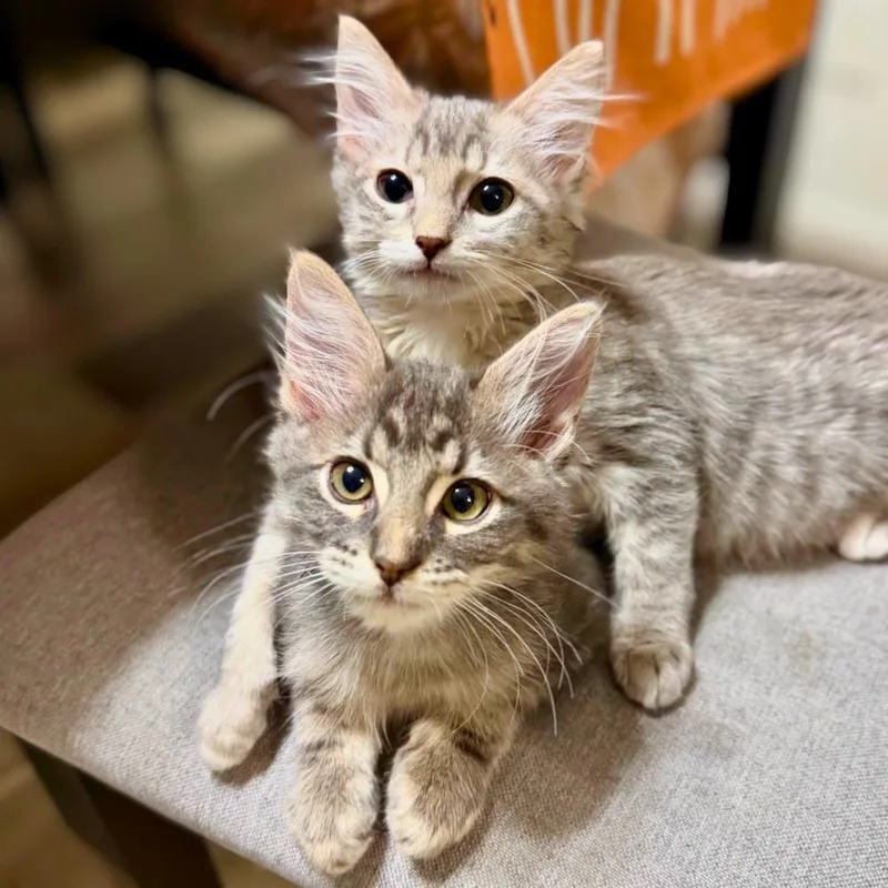 A baby medium-sized male Gray / Blue / Silver Domestic Medium Hair cat named Jack and Jasper Frost for adoption in Austin, TX