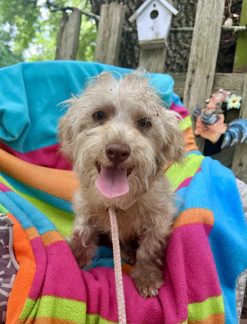 A young small-sized female Yellow / Tan / Blond / Fawn Terrier dog named Laurina Wvt for adoption in Missouri City, TX