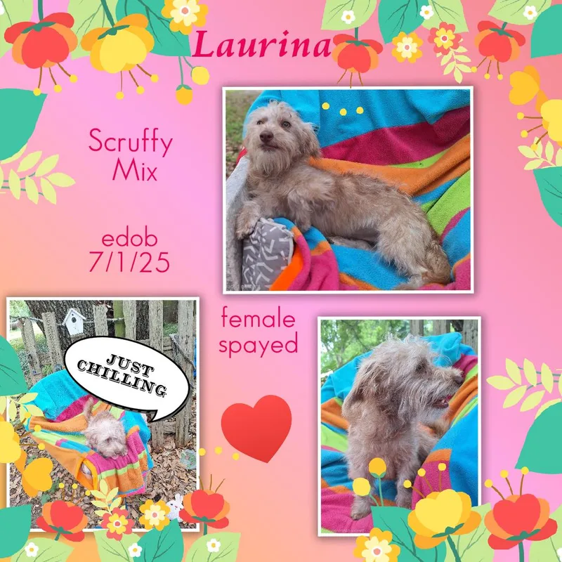 Laurina Wvt thumbnail 5