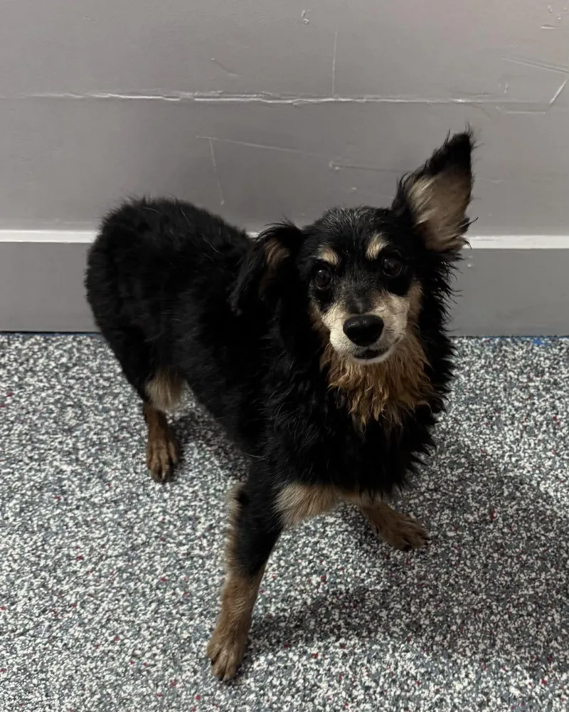 A senior small-sized male Spaniel dog named Bobby Jack for adoption in Las Vegas, NV