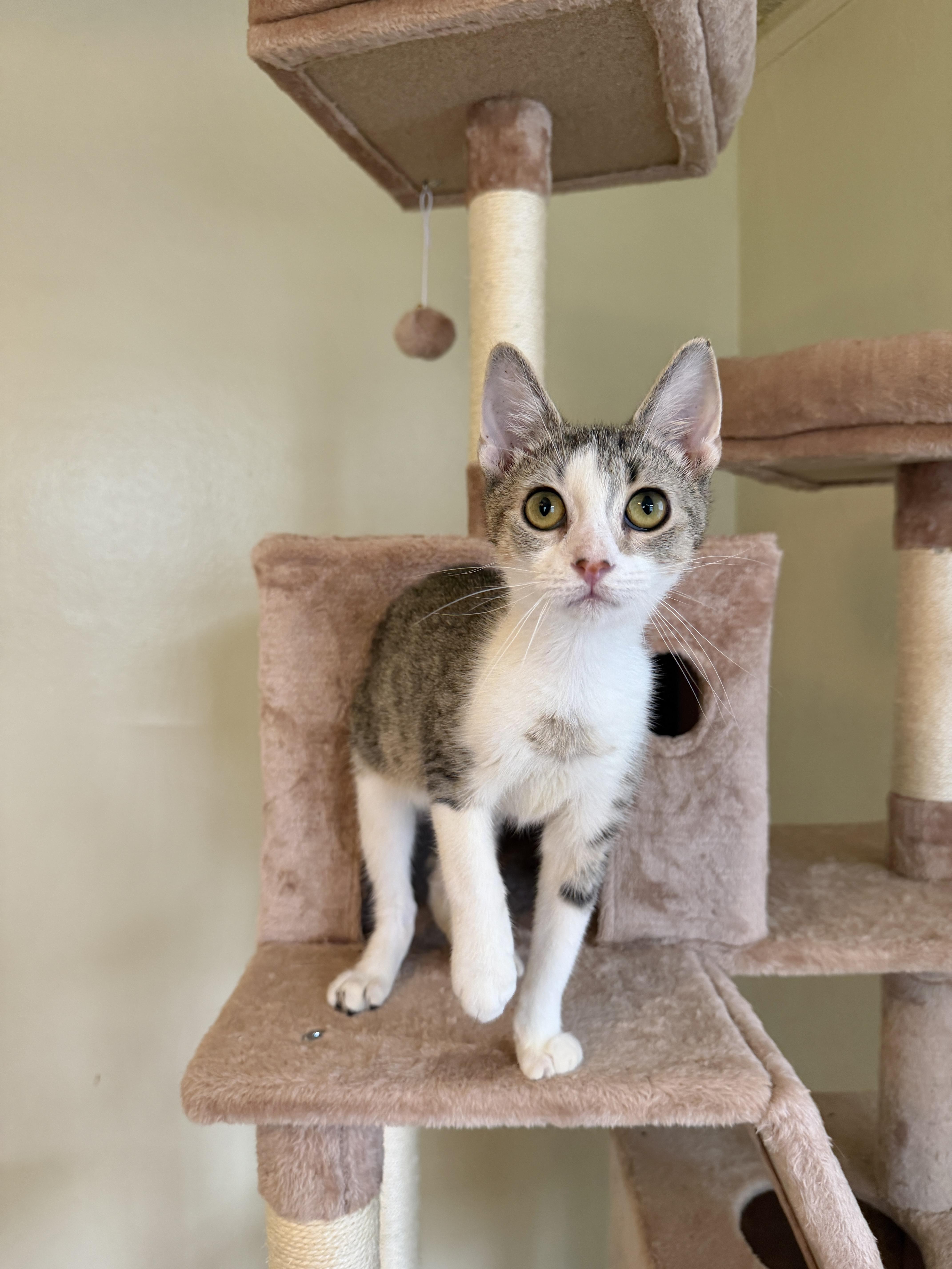A baby medium-sized male Tabby (Brown / Chocolate) Tabby cat named Stevie for adoption in New York, NY
