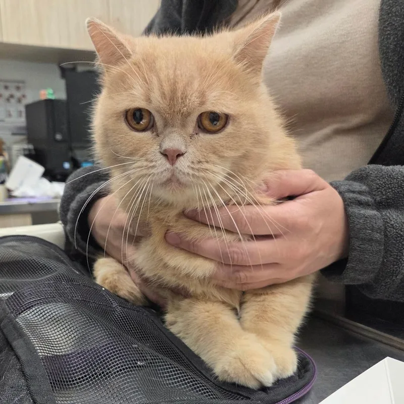 An adult large-sized male Buff / Tan / Fawn British Shorthair cat named Theodore for adoption in Chattanooga, TN