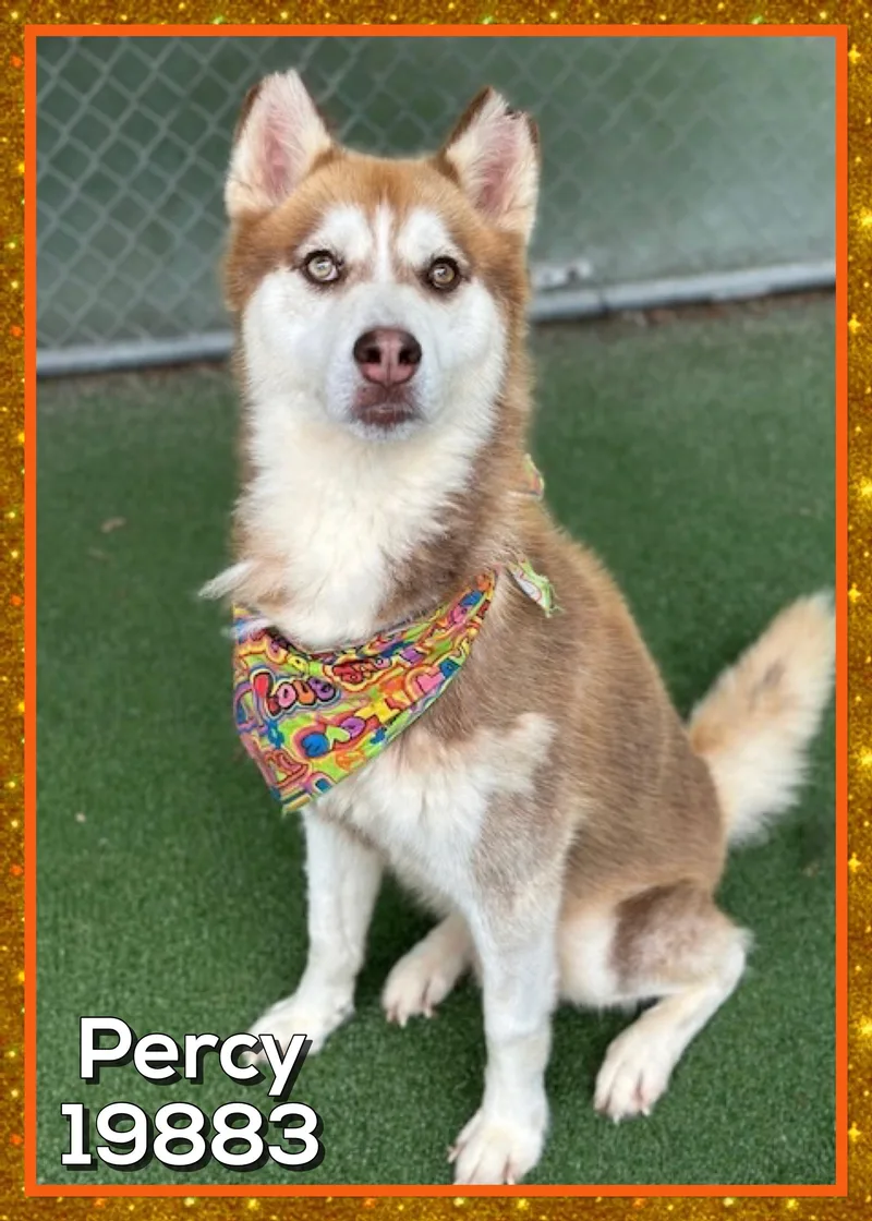 An adult medium-sized male Red / Chestnut / Orange Siberian Husky dog named Percy for adoption in Marietta, GA
