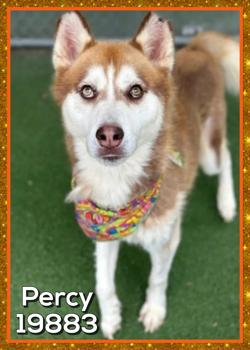 Percy thumbnail 2