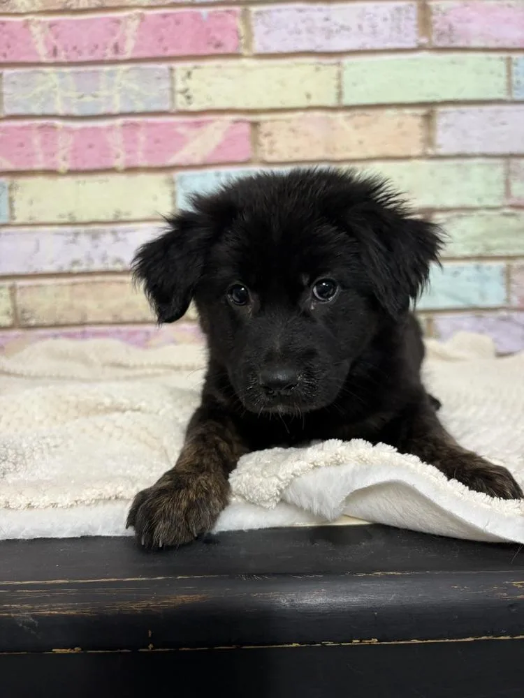 A baby medium-sized female Tricolor (Brown, Black, & White) German Shepherd Dog dog named Ash for adoption in Anoka, MN