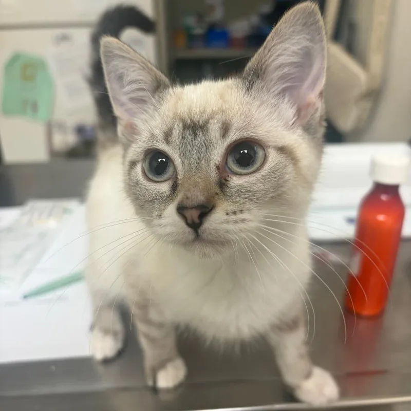 A baby medium-sized male Gray / Blue / Silver Siamese cat named Jigsaw for adoption in Pekin, IL