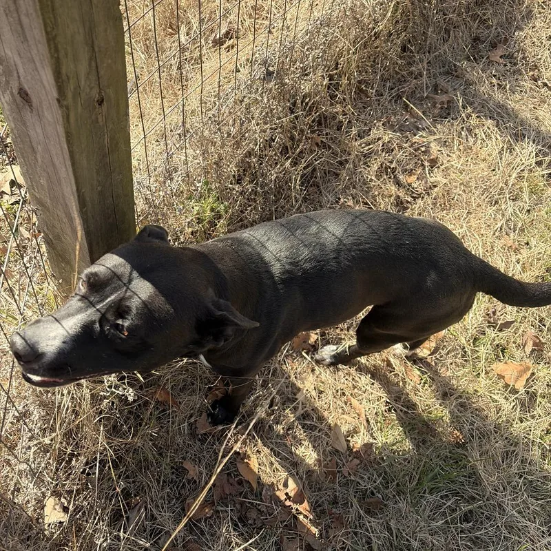 An adult small-sized female Black Mixed Breed dog named Macy for adoption in Livingston, TX