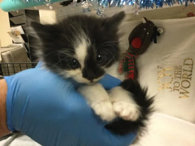 A young small-sized female Domestic Short Hair cat named Ash for adoption in Riverside, CA