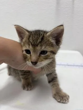 A baby small-sized male Domestic Short Hair cat named Caprese for adoption in West Chester, PA