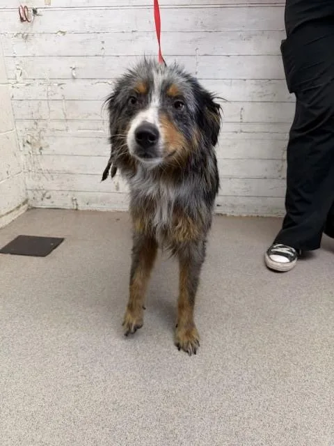 A young medium-sized female Australian Shepherd dog named Lucy for adoption in San Bernardino, CA