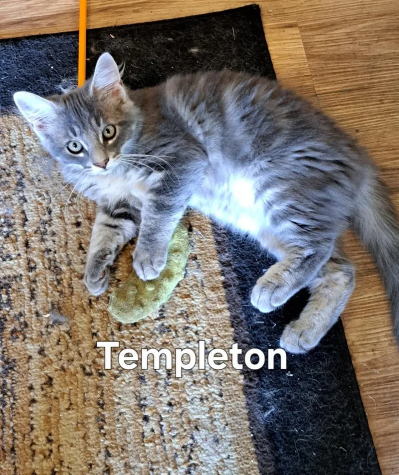 Templeton