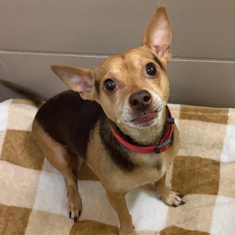 An adult small-sized male Yellow / Tan / Blond / Fawn Mixed Breed dog named Baxter for adoption in Waukesha, WI