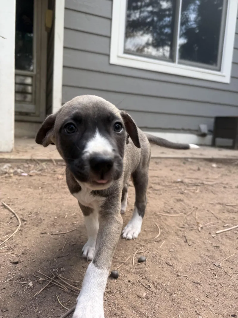 A young medium-sized female Mixed Breed dog named Susie for adoption in Fort Collins, CO