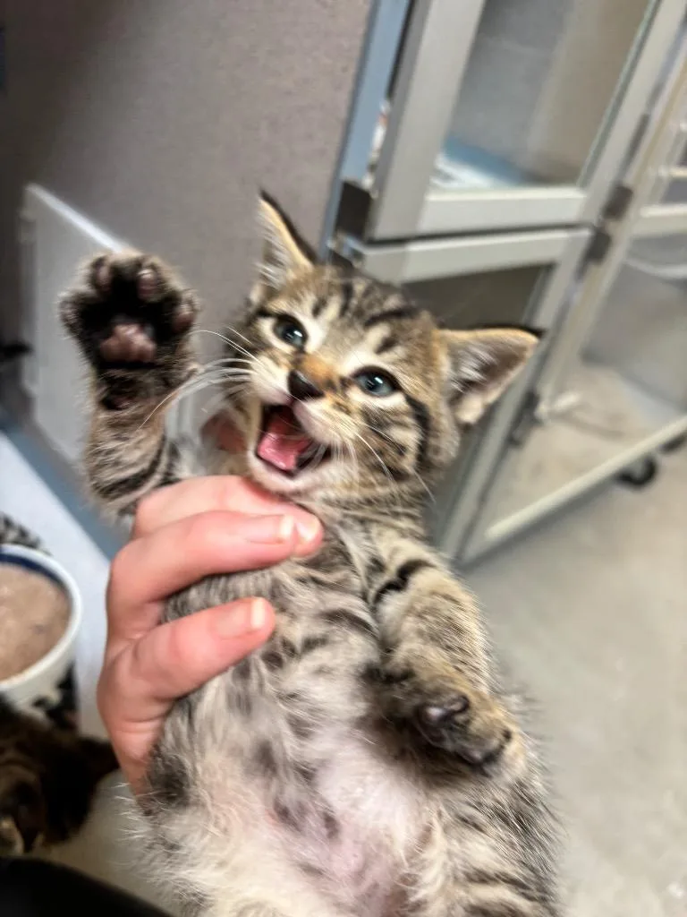 Milo