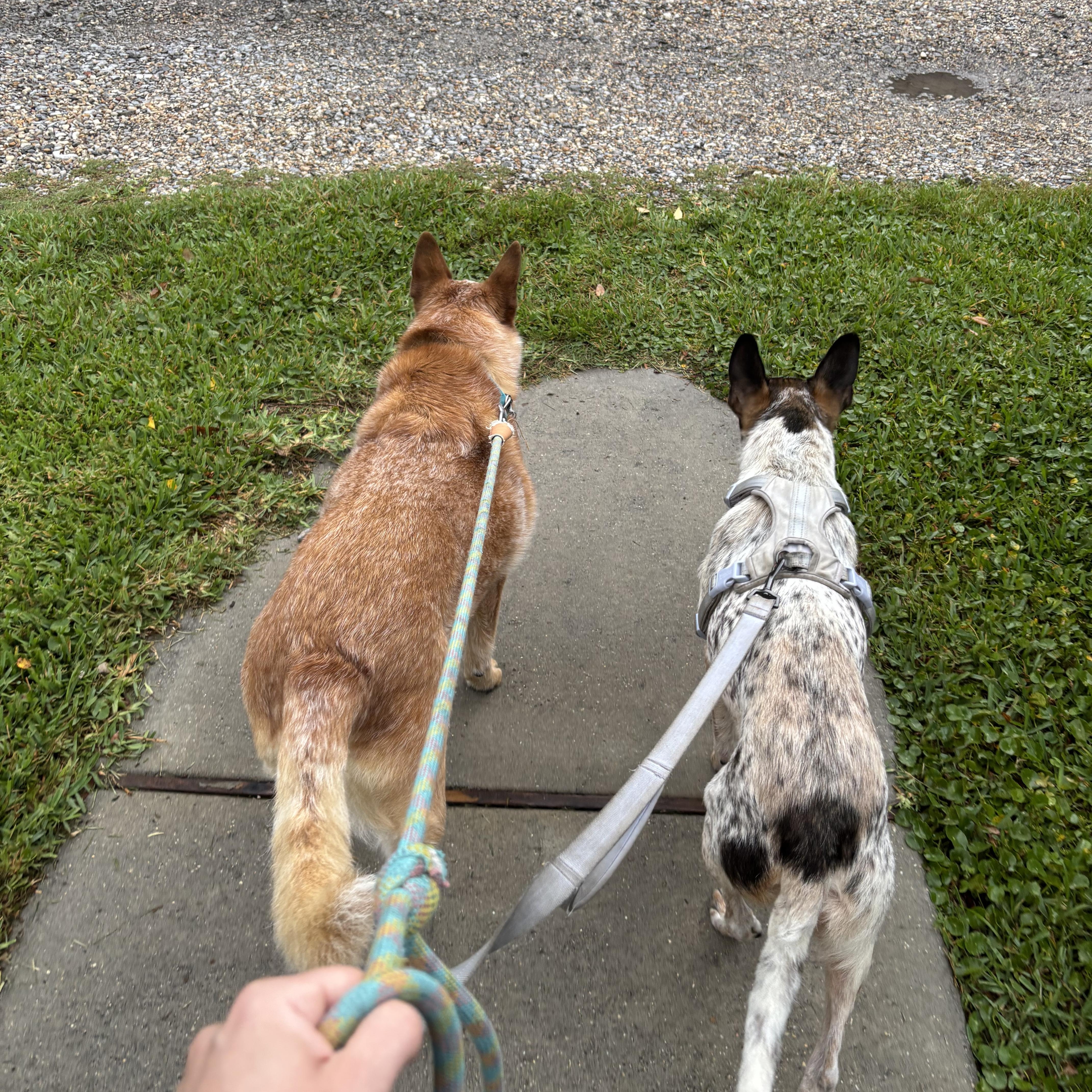 An adult medium-sized male Australian Cattle Dog / Blue Heeler dog named Behr for adoption in New Orleans, LA
