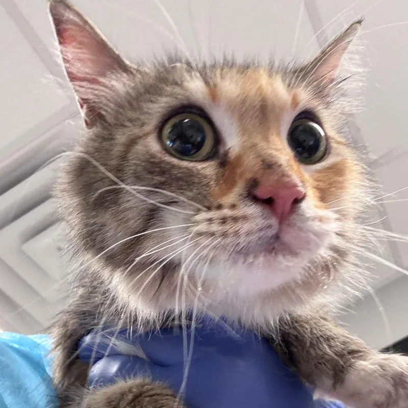 An adult medium-sized female Calico Domestic Short Hair cat named Charm for adoption in Philadelphia, PA