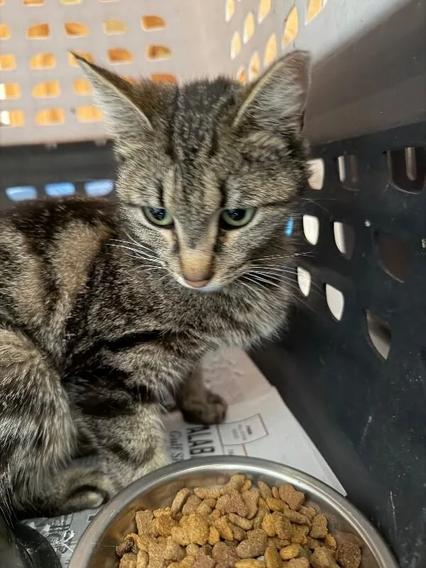 A young medium-sized female Domestic Short Hair cat named Grayma for adoption in Zimmerman, MN