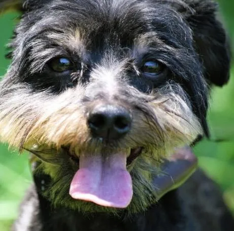 An adult small-sized male Mixed Breed dog named Spout for adoption in Monona, WI