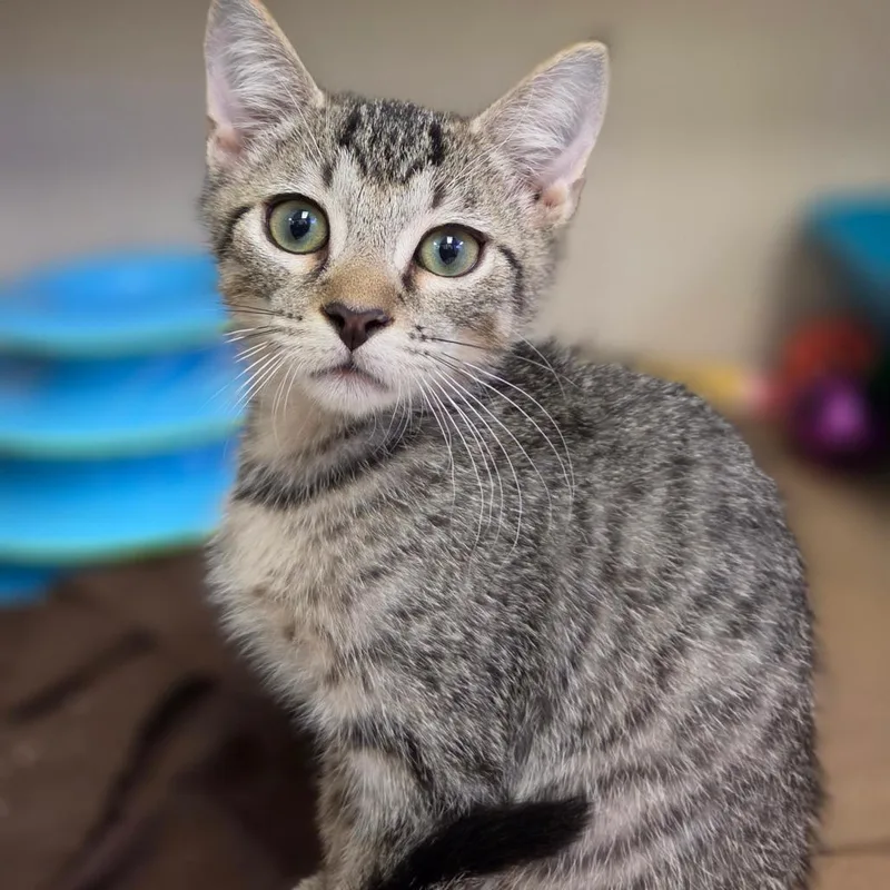 A baby small-sized male Brown / Chocolate Domestic Short Hair cat named Sevier for adoption in New York, NY