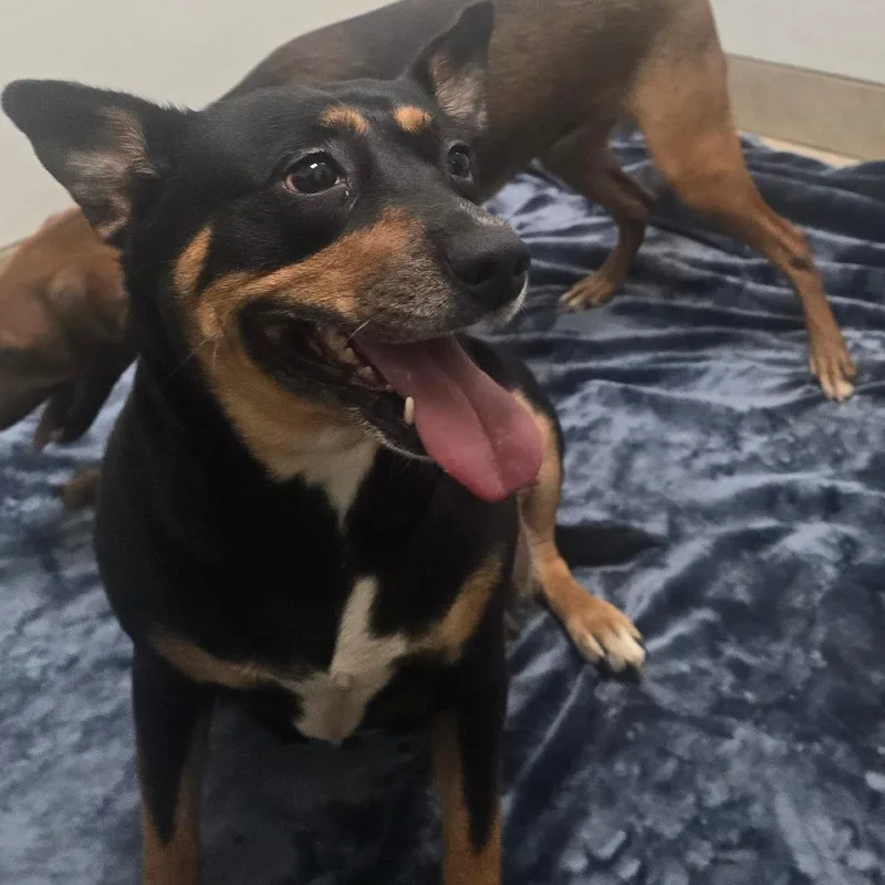 An adult medium-sized female Black Terrier dog named Lily Munster for adoption in Galveston, TX