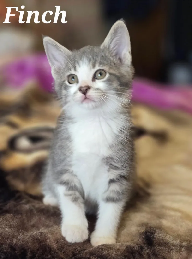 A baby medium-sized male Tabby (Gray / Blue / Silver) Domestic Short Hair cat named Finch for adoption in La Crescent, MN