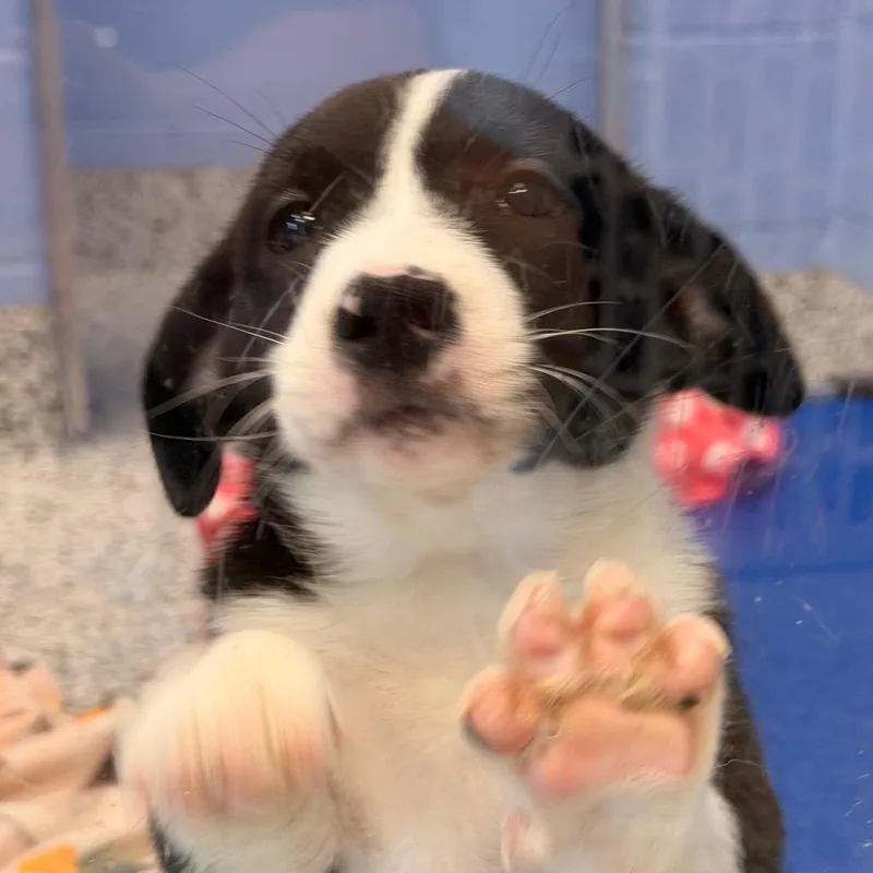 A baby small-sized female Black Border Collie dog named Celina for adoption in Madisonville, TN