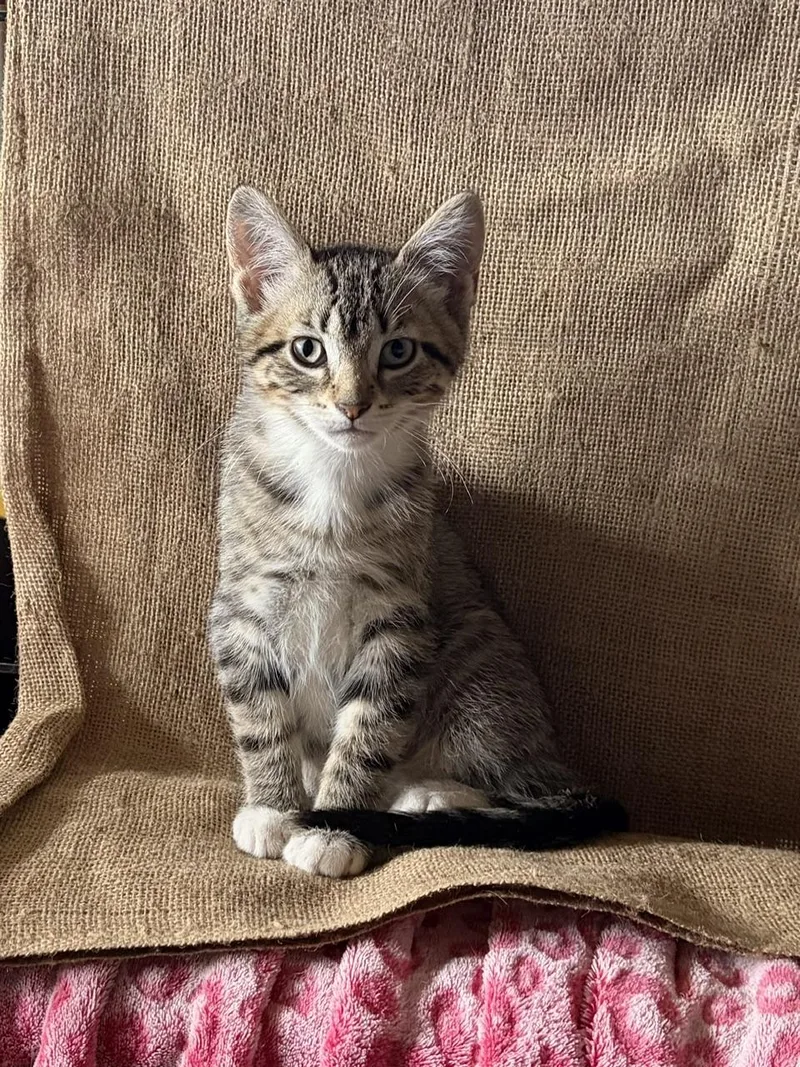 Berta