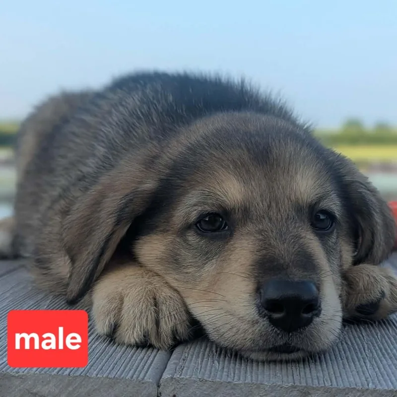 A baby large-sized male Gray / Blue / Silver German Shepherd Dog dog named Marcus for adoption in LaGrange, IN