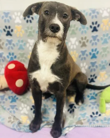 An adult medium-sized male Mixed Breed dog named Pickle for adoption in West Chester, PA