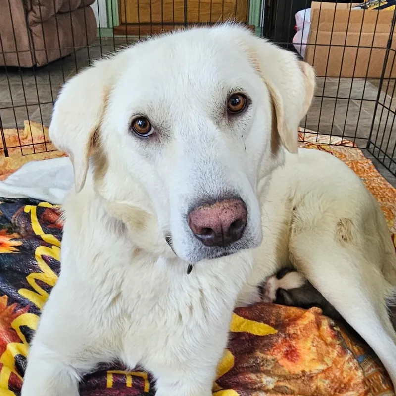 An adult large-sized female White / Cream Great Pyrenees dog named Yasha for adoption in Alexandria, VA