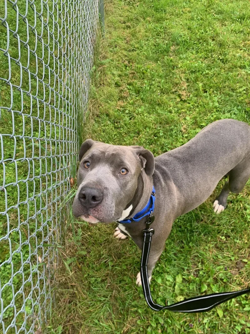 An adult large-sized female Mixed Breed dog named Muffin for adoption in Norwich, NY