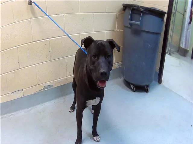An adult large-sized male Pit Bull Terrier dog named Draco for adoption in Tulsa, OK