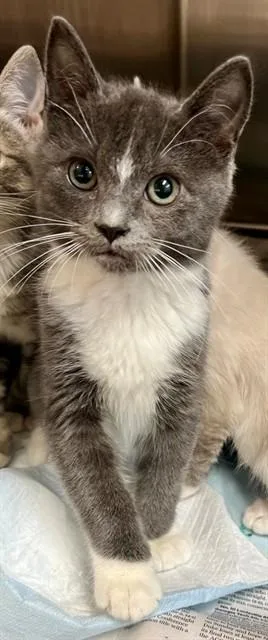A baby medium-sized male Domestic Short Hair cat named Charcoal for adoption in Houston, TX