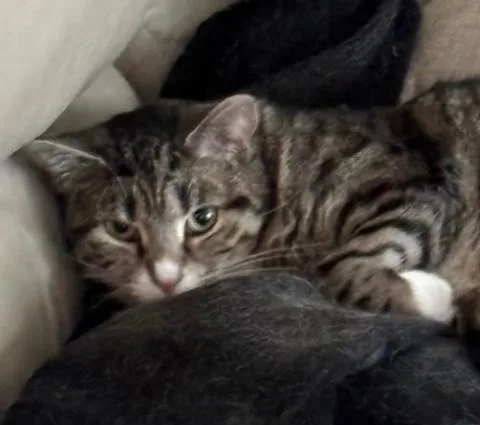 An adult medium-sized female Domestic Short Hair cat named Coco Chanel for adoption in Cincinnati, OH
